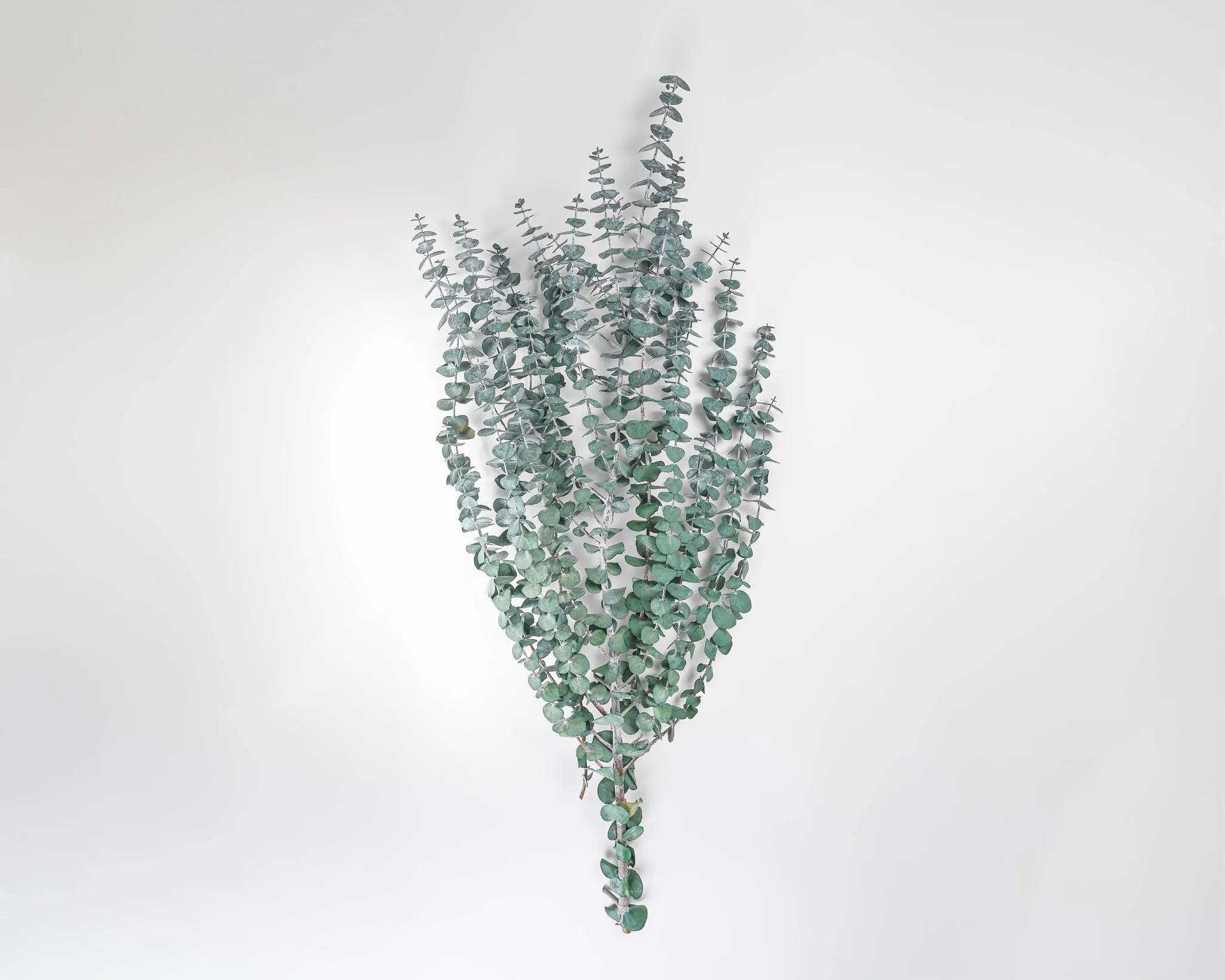 Preserved Eucalyptus Branches for sale - Green 8oz bunch