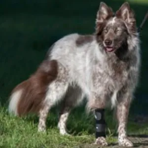 Walkabout, Carpal Support Brace