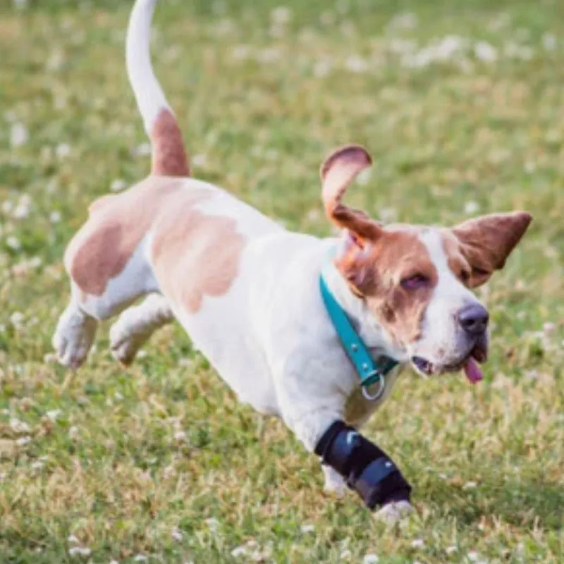 Walkabout, Carpal Support Brace