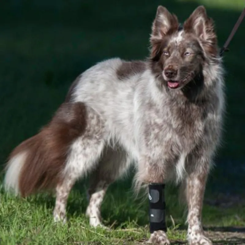 Walkabout, Carpal Support Brace