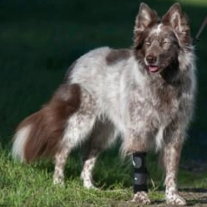 Walkabout, Carpal Support Brace