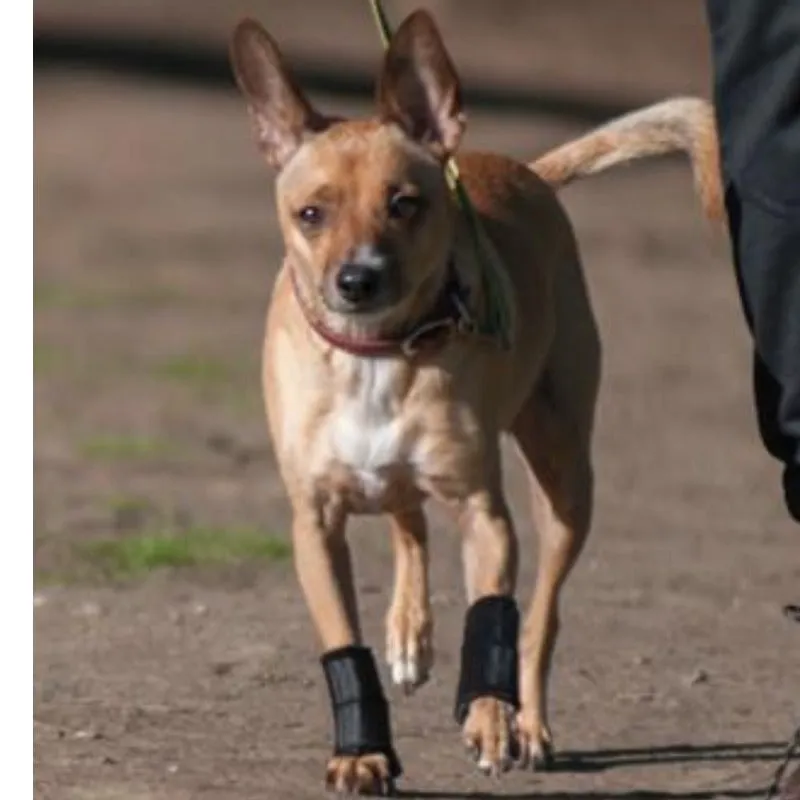 Walkabout, Carpal Support Brace